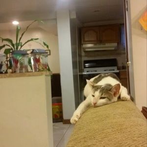 Meet your Posher, Veronica